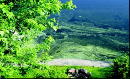 Blue green algae on a lake during a bloom